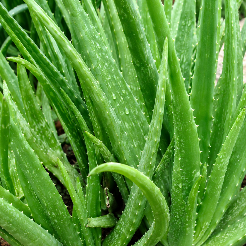Aloe Vera