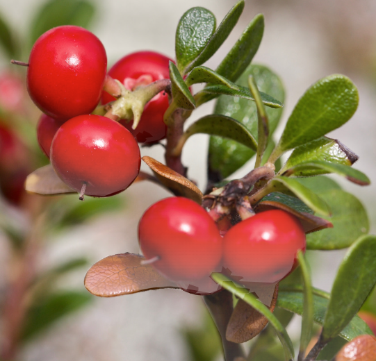 Bearberry