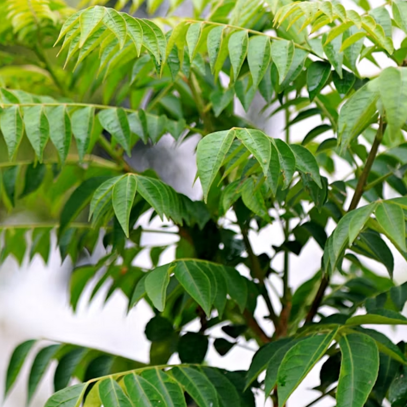 Curry Leaf