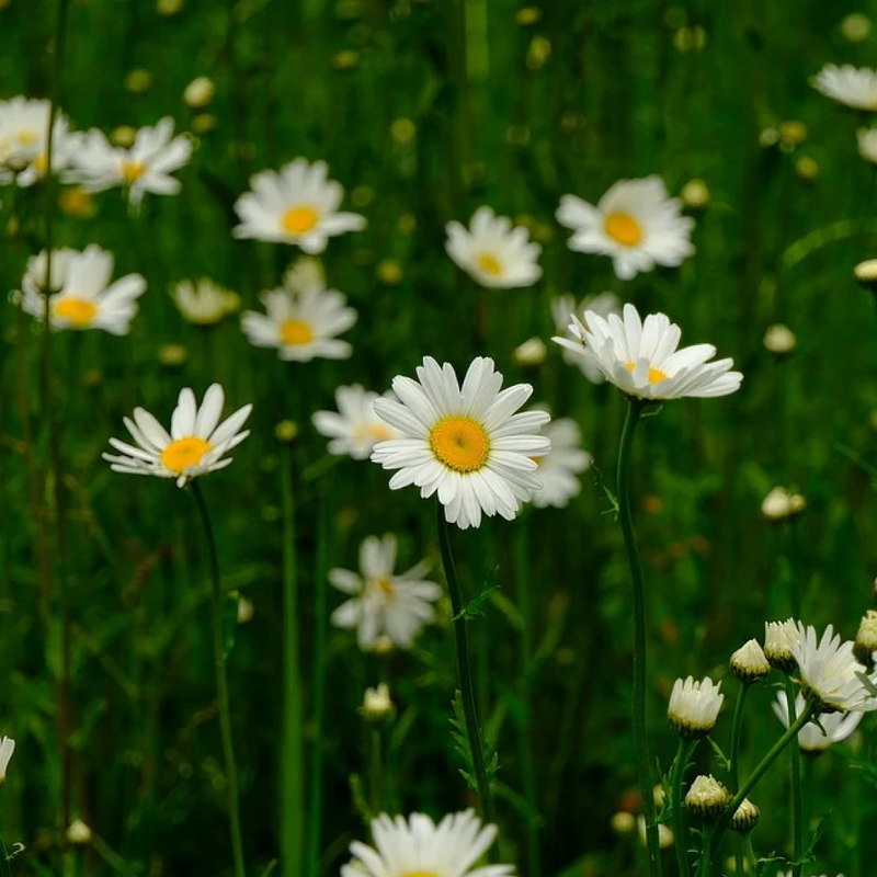 Daisy Flower