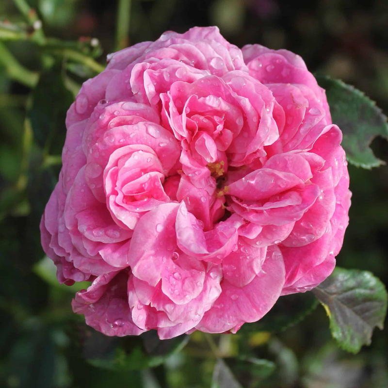 Damask Rose