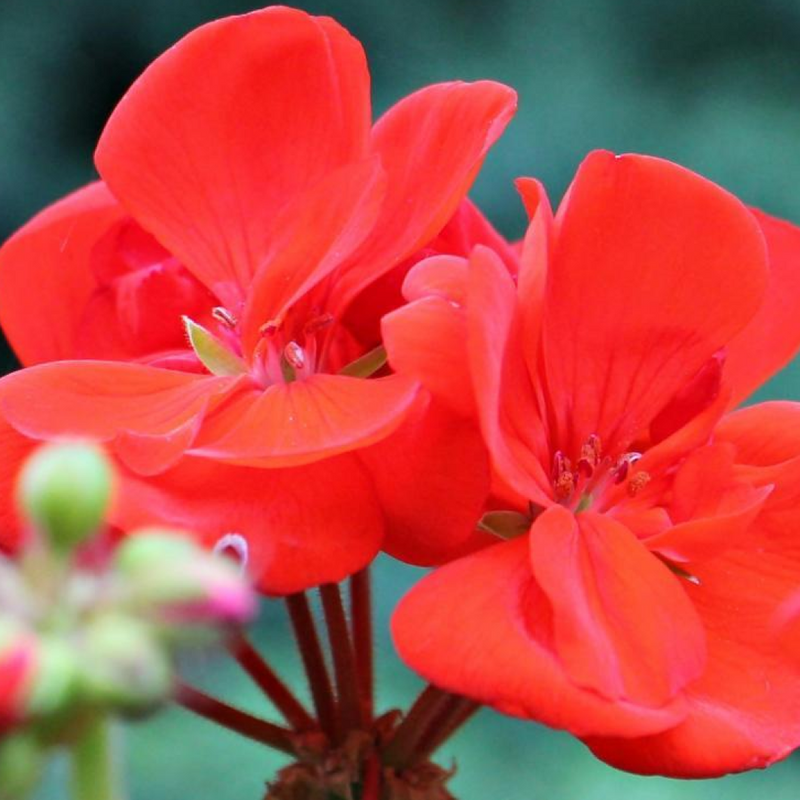 Geranium