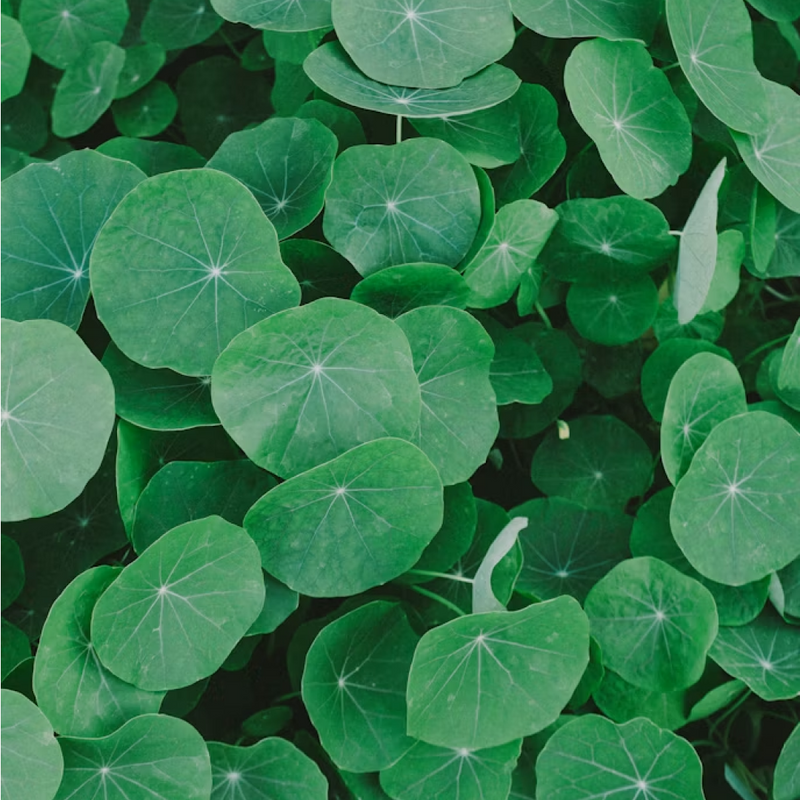 Gotu Kola