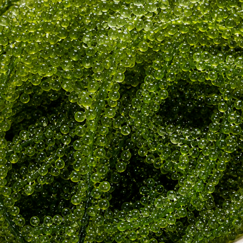 Green Spirulina
