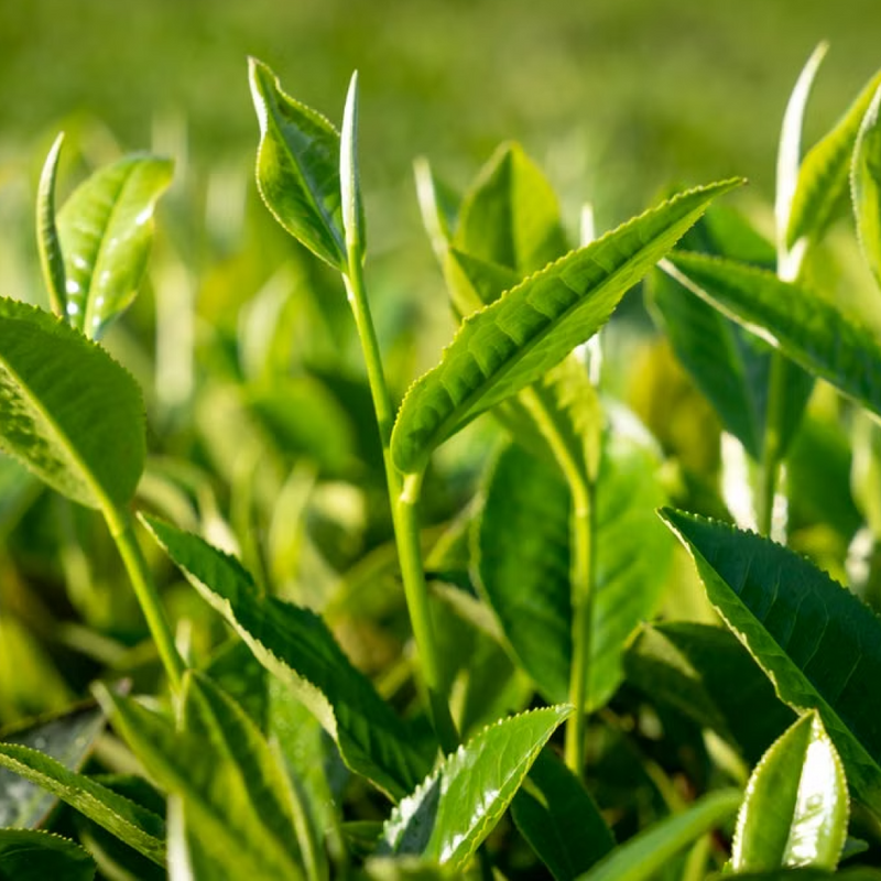 Green Tea