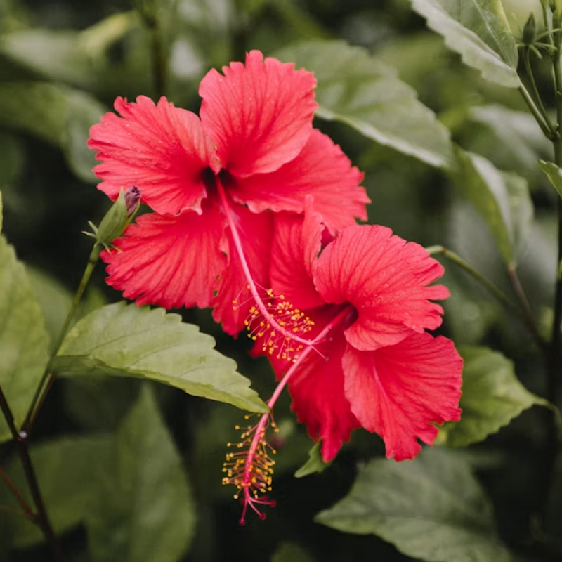 Hibiscus