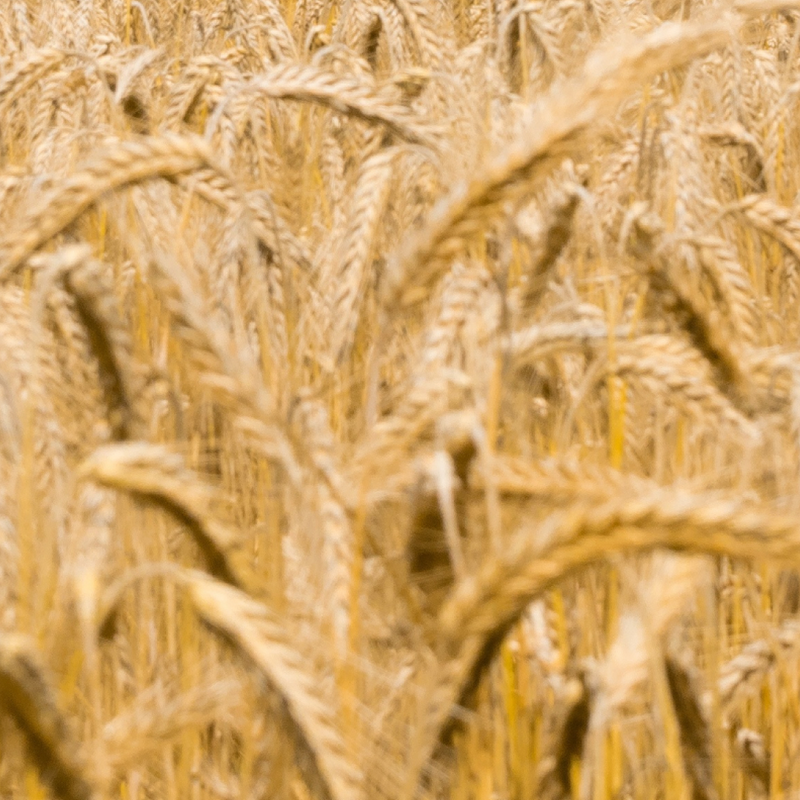 Wheat Protein