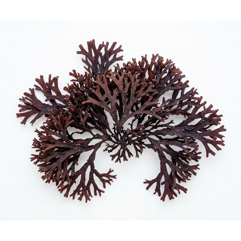 Irish Moss