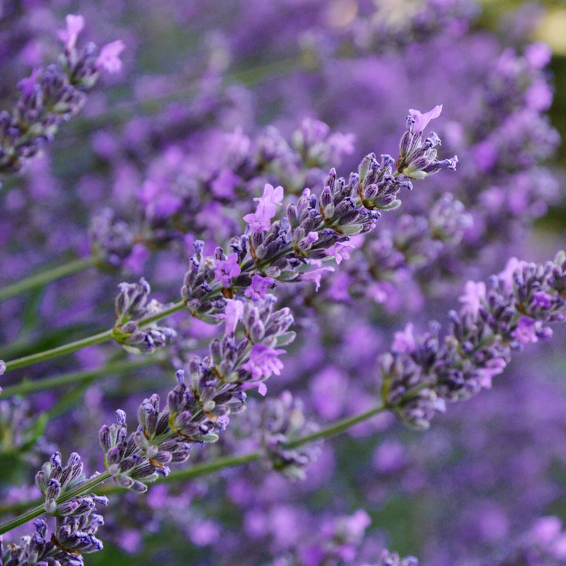 Lavender Oil