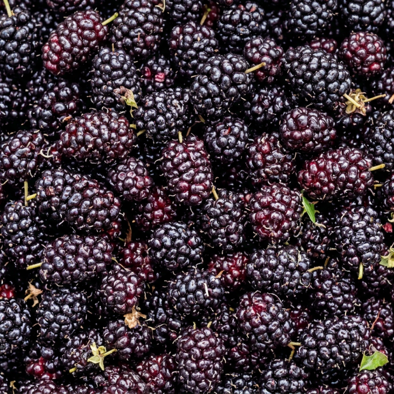 Mulberry