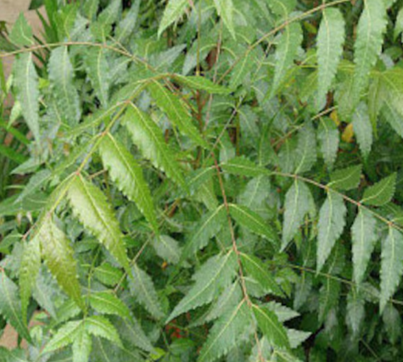 Neem