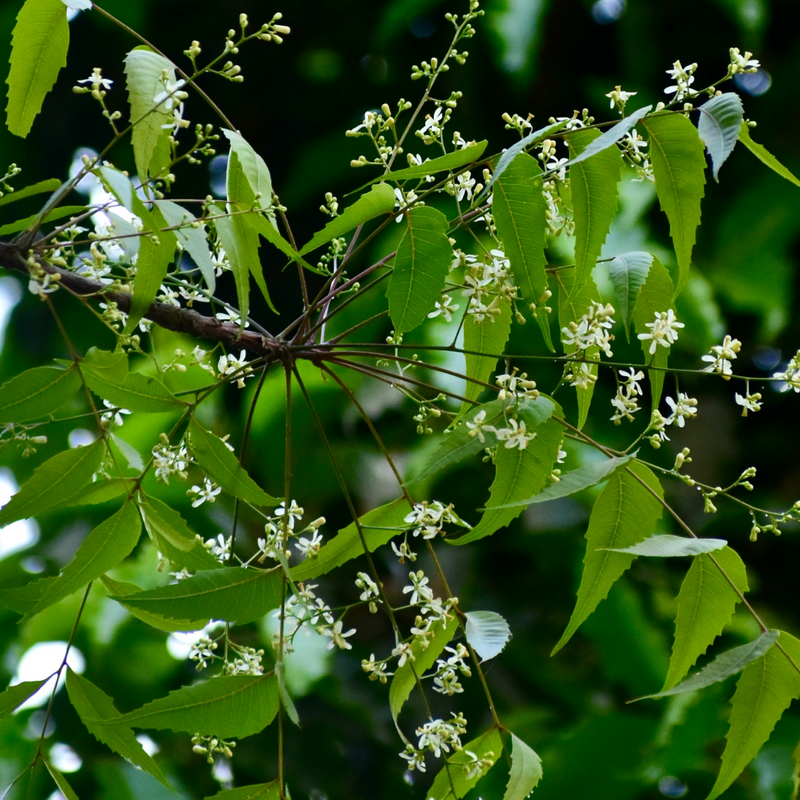 Neem