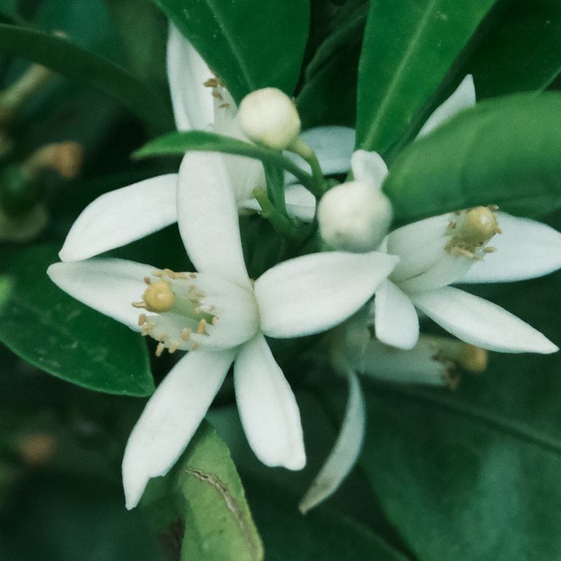 Neroli