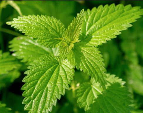 Nettle