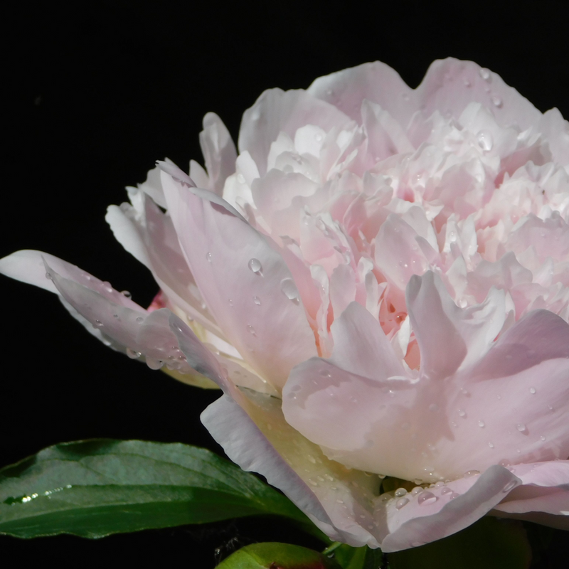Paeonia