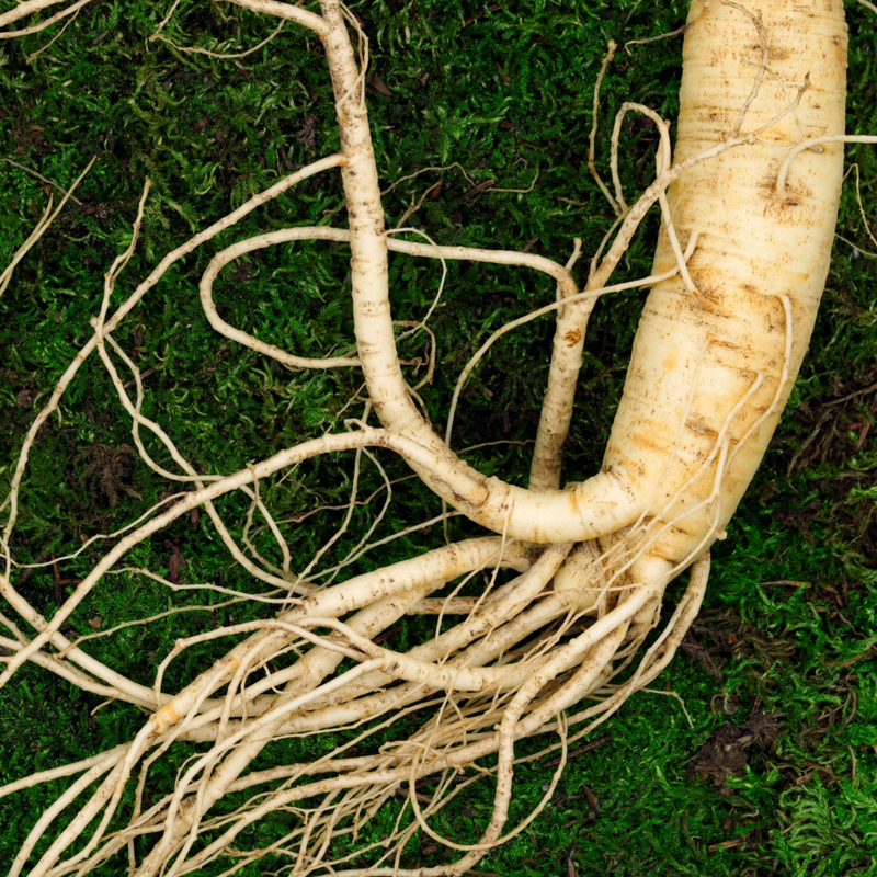 Ginseng