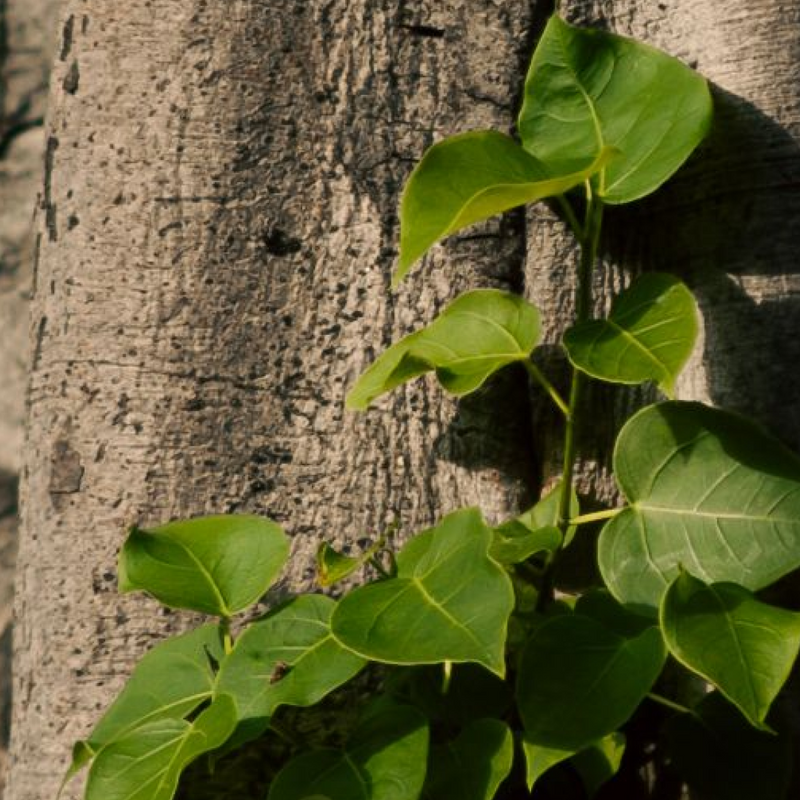 Peepal Bark