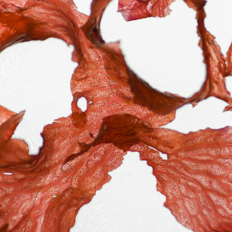 Red Algae