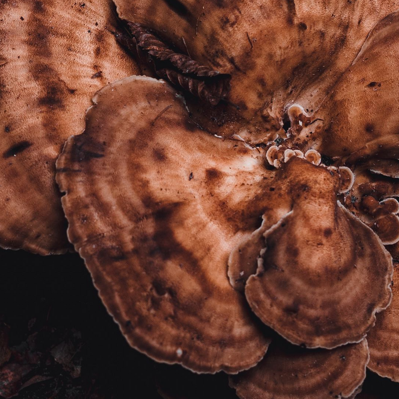 Reishi