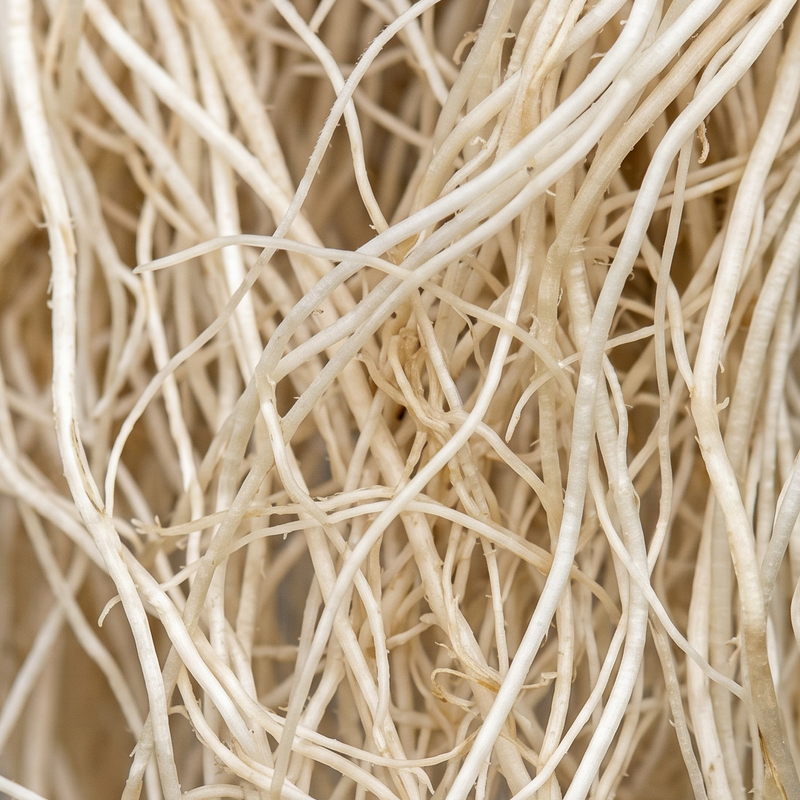 RootBioTec