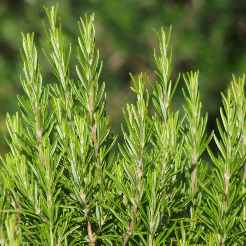 Rosemary