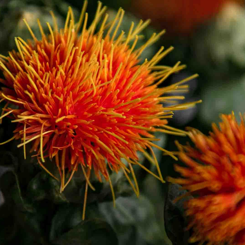 Safflower oil