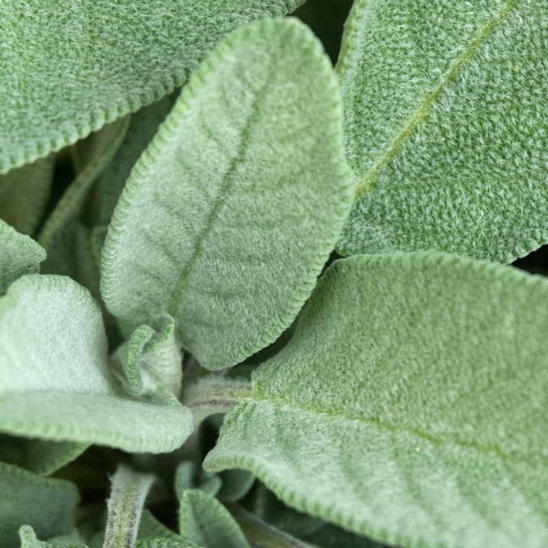 Sage