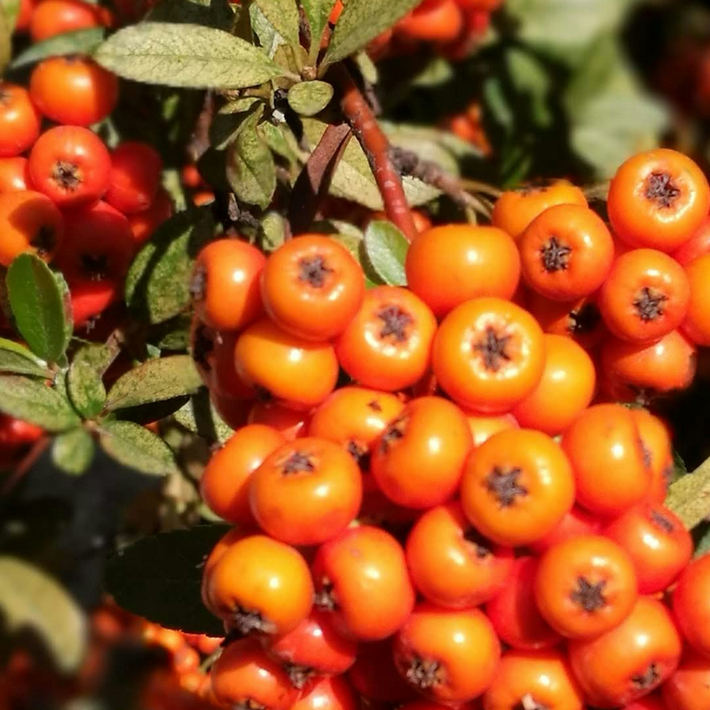 Seabuckthorn