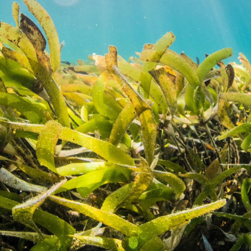 Seaweed