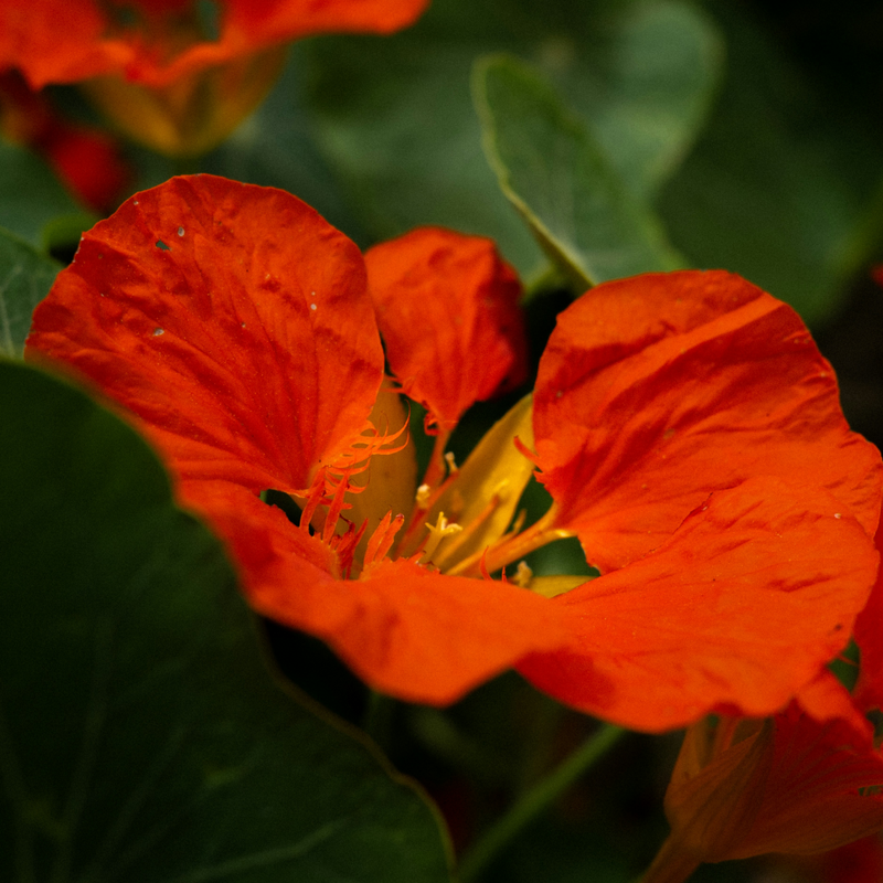 Tropaeolum Majus