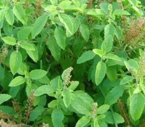 Tulsi