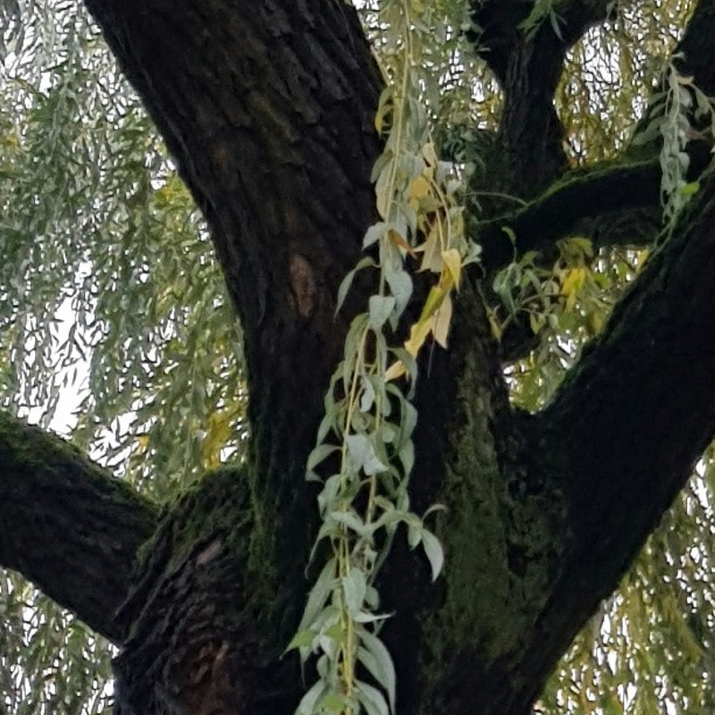 Willow Bark