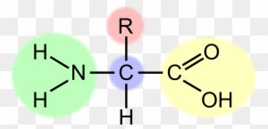 Amino Acids